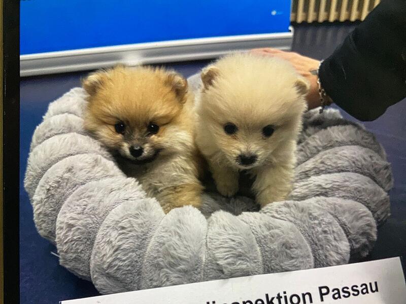 Polizei nimmt Frau bei Kontrolle Zwergspitz-Welpen ab Polizei nimmt Frau bei Kontrolle Zwergspitz-Welpen ab