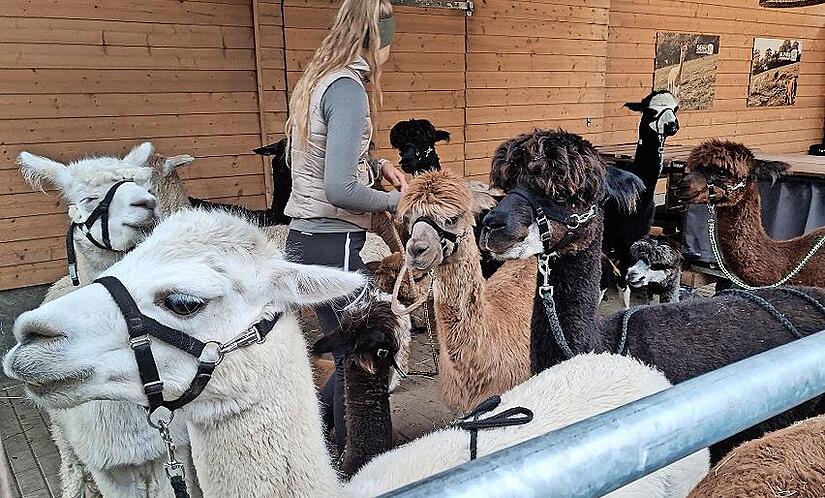 Alpakas haben eine ruhige und friedliche Ausstrahlung.
