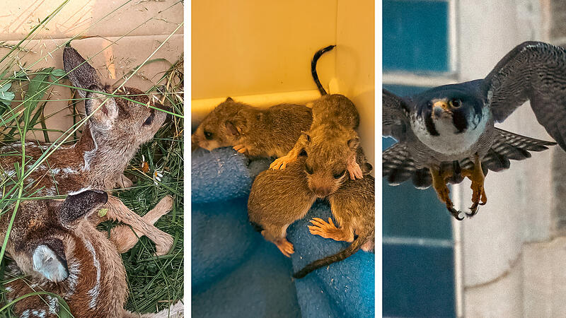 Sch&ouml;nste Tiergeschichten 2025