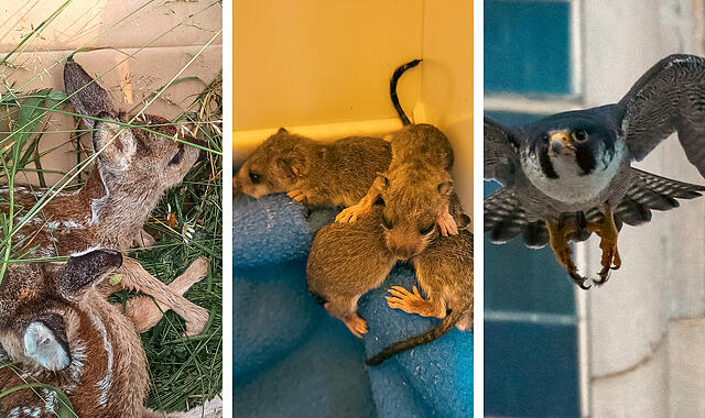 Schönste Tiergeschichten 2025 Schönste Tiergeschichten 2025