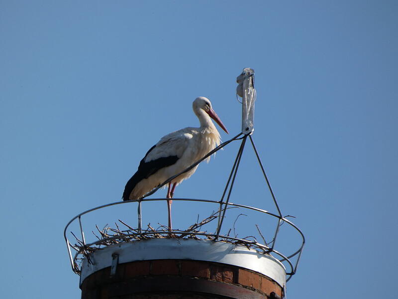 Storch in Euerdorf