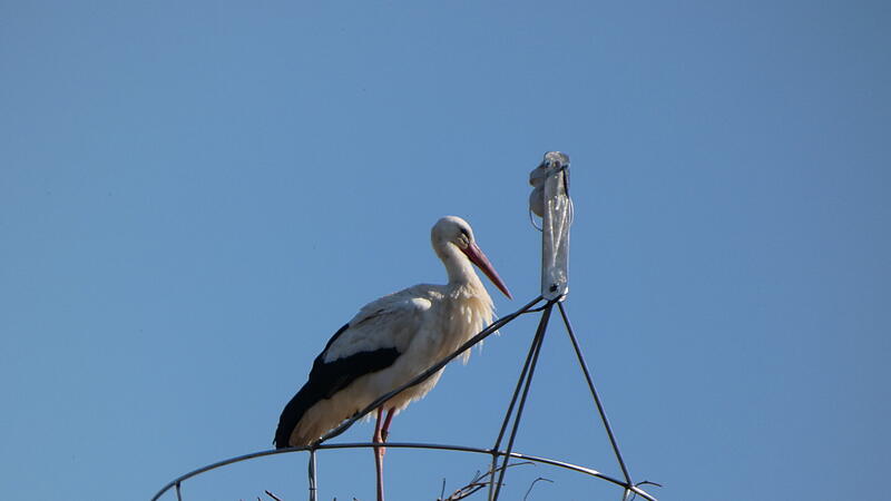 Storch in Euerdorf