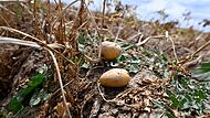 Wetter in Nordrhein-Westfalen - Landwirtschaft