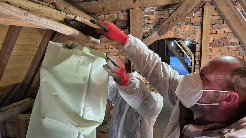 Flederm&auml;use SteinwiesenFlederm&auml;use Steinwiesen