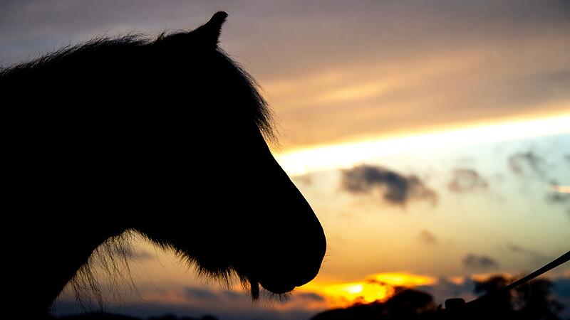 Ein Pferd