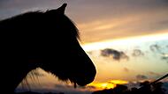 Ein Pferd