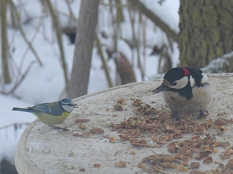 Gemeinsames Tages-Fr&uuml;hst&uuml;ck, Blaumeise und Bundspecht.