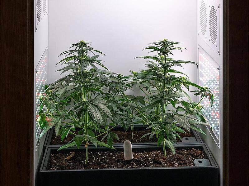 Cannabis-Zucht Cannabis-Zucht