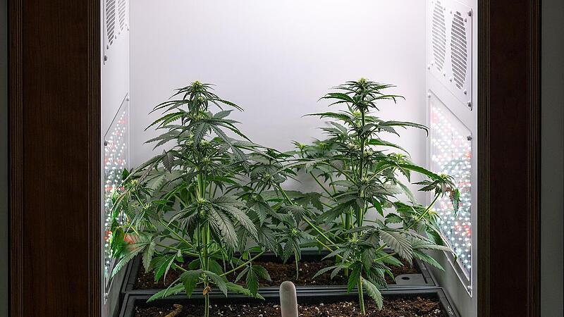 Cannabis-Zucht Cannabis-Zucht