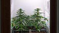 Gerichtsprozess in Bad Kissingen nach Hausbrand - Feuer wegen Cannabis-Zucht?
