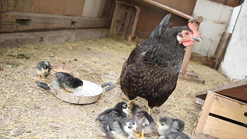 Das Abenteuer ist vorbei: Die schwarze Legehenne Henriette war w&auml;hrend der Bierwoche nicht feiern, sondern hat in einem heimlichen Versteck sieben gesunde K&uuml;ken ausgebr&uuml;tet, um die sie sich sehr f&uuml;rsorglich k&uuml;mmert.