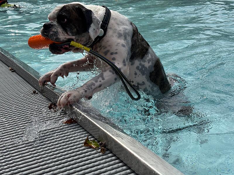 Hundebadetag Terrassenschwimmbad Bad Kissingen