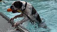 Hundebadetag Terrassenschwimmbad Bad Kissingen