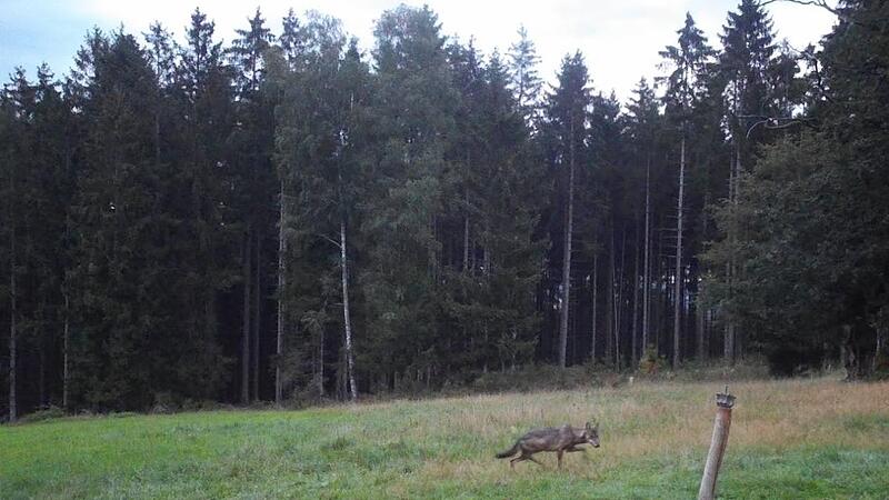 Auf diesem Bild, das am 27. August 2023 in Lohrhaupten im hessischen Spessart von einer Wildkamera aufgenommen wurde, könnte es sich um Wölfin GW3092f handeln. Auf diesem Bild, das am 27. August 2023 in Lohrhaupten im hessischen Spessart von einer Wildkamera aufgenommen wurde, könnte es sich um Wölfin GW3092f handeln.