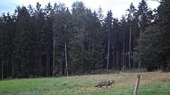 Auf diesem Bild, das am 27. August 2023 in Lohrhaupten im hessischen Spessart von einer Wildkamera aufgenommen wurde, könnte es sich um Wölfin GW3092f handeln.