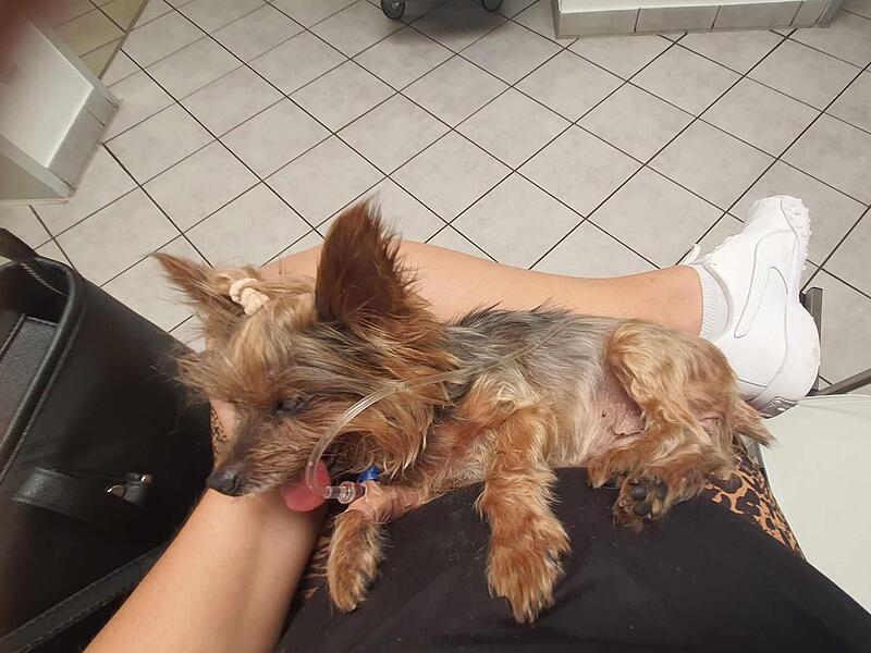 Der Fall des Yorkshire-Mini-Terriers Vera ginge schlecht aus, das Tier ist voriges Jahr verstorben. Nicht immer endet es so tragisch – aber die Lage der tierärztlichen Versorgung spitzt sich auch im Landkreis Forchheim weiter zu.Forchheim & Fränkische Schweiz Der Fall des Yorkshire-Mini-Terriers Vera ginge schlecht aus, das Tier ist voriges Jahr verstorben. Nicht immer endet es so tragisch – aber die Lage der tierärztlichen Versorgung spitzt sich auch im Landkreis Forchheim weiter zu.Forchheim & Fränkische Schweiz