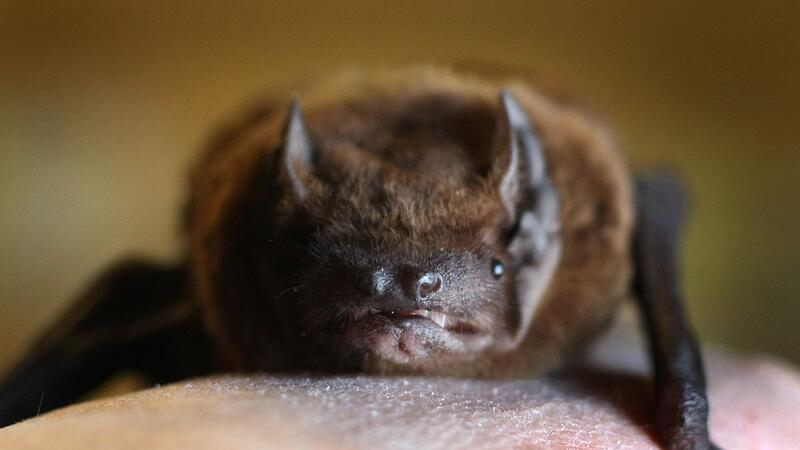 Fledermaus Fledermaus
