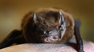 Fledermaus Fledermaus