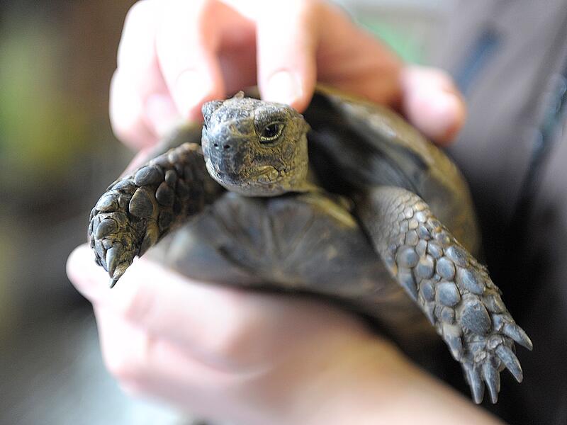 Schildkr&ouml;te