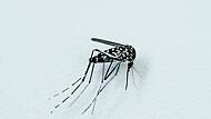 Asiatische Tigerm&uuml;cke