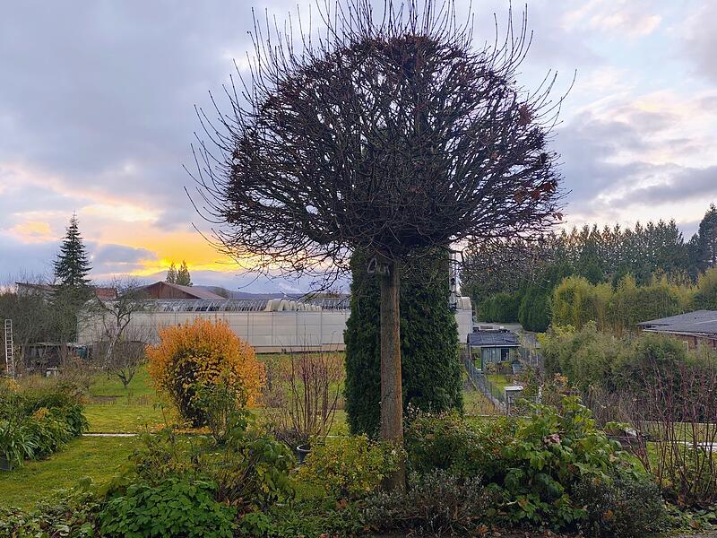 Dieses Bild schickte uns Thomas Mendel zu.