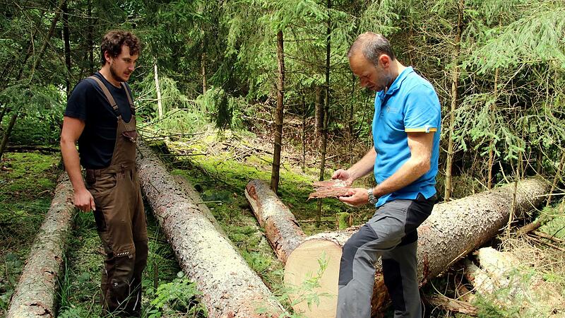Seven Kaps (rechts) hält Fichtenrinde in Händen, in der die Spuren des Borkenkäfers zu sehen sind. Links der Führer der Harvester-Erntemaschine.