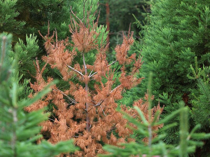 Frost und Trockenheit - Bayerns Christb&auml;ume im Stress