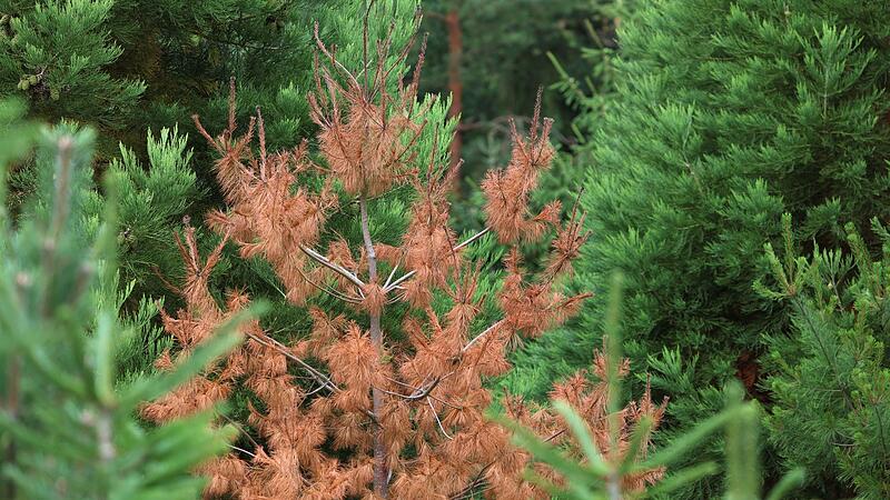 Frost und Trockenheit - Bayerns Christbäume im Stress Frost und Trockenheit - Bayerns Christbäume im Stress