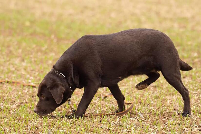 Ein F&auml;hrtenhund mit seiner Sp&uuml;rnase am Boden auf Spurensuche.