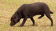 Ein Fährtenhund mit seiner Spürnase am Boden auf Spurensuche.