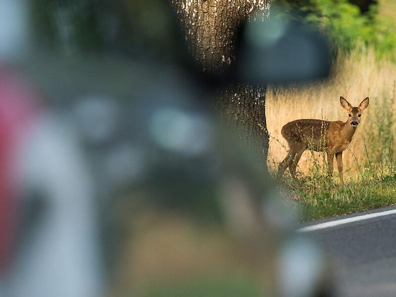 Ein Reh steht an einem Stra&szlig;enrand