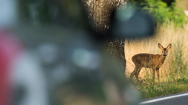 Ein Reh steht an einem Stra&szlig;enrand
