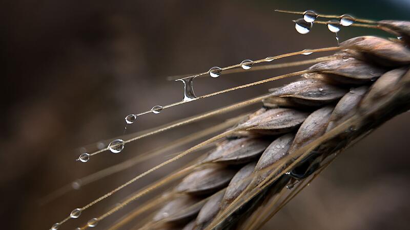 Getreide im Regen