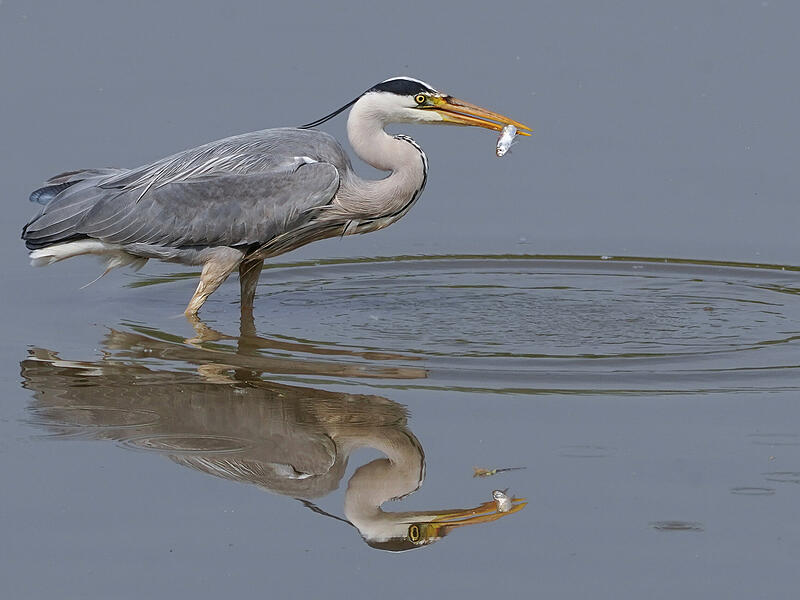 Foto "Guten Appetit!"
