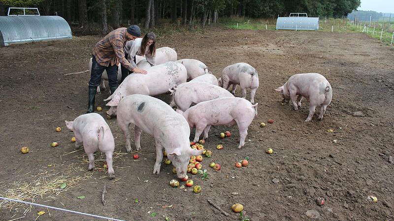Die Schweine sind zutraulich wie Haustiere, wenn Lena Zidlicky und Thomas Dietsch ihnen Futter bringen.