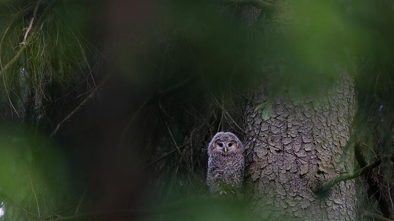 Habichtskauz im Naturpark Steinwald
