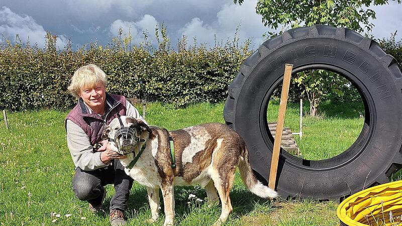 F&uuml;r Rocky und viele andere Tiere ist das Tierheim ein Ort des Schutzes und der Geborgenheit, wie Klaus Barnickel feststellt.