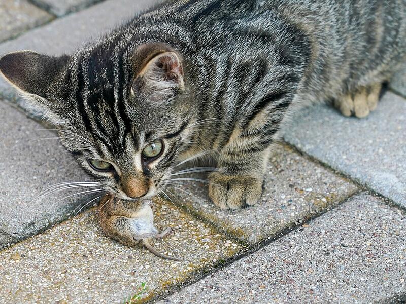 Katzenplage in den Ha&szlig;bergen