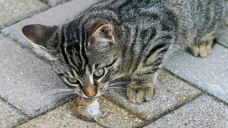 Katzenplage in den Ha&szlig;bergen