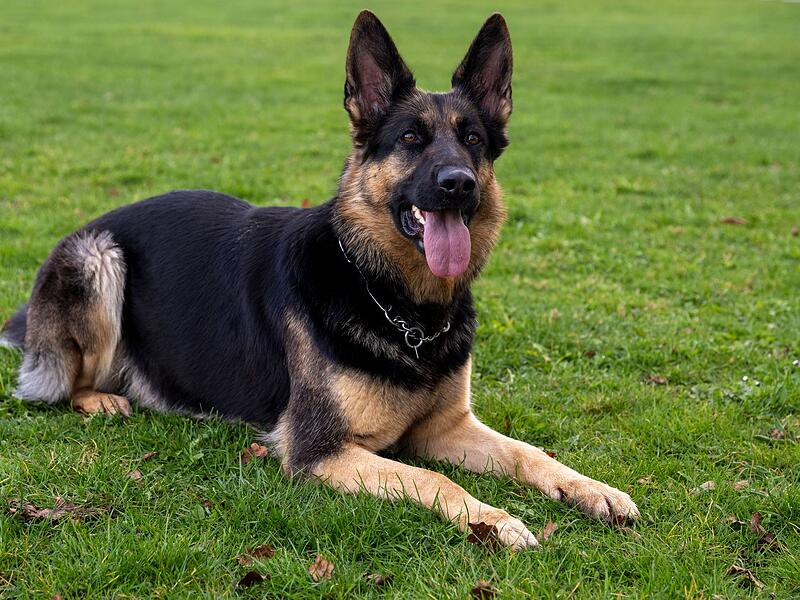 Deutscher Sch&auml;ferhund