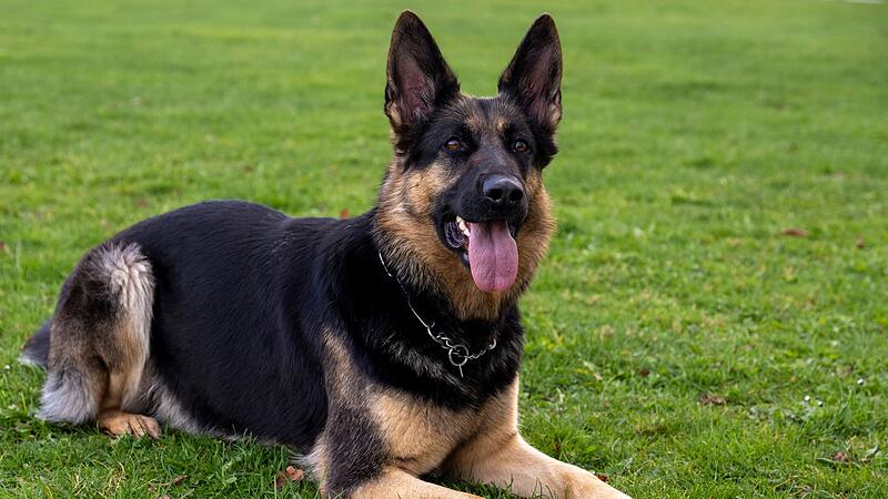 Deutscher Sch&auml;ferhund