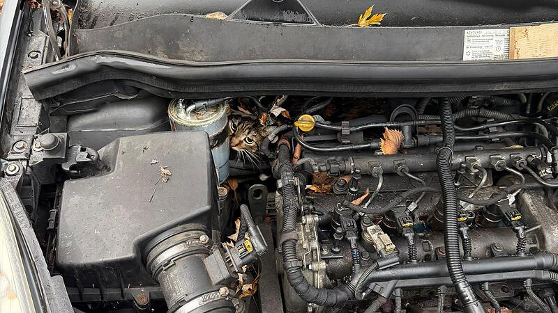 Katze aus Motorraum befreit