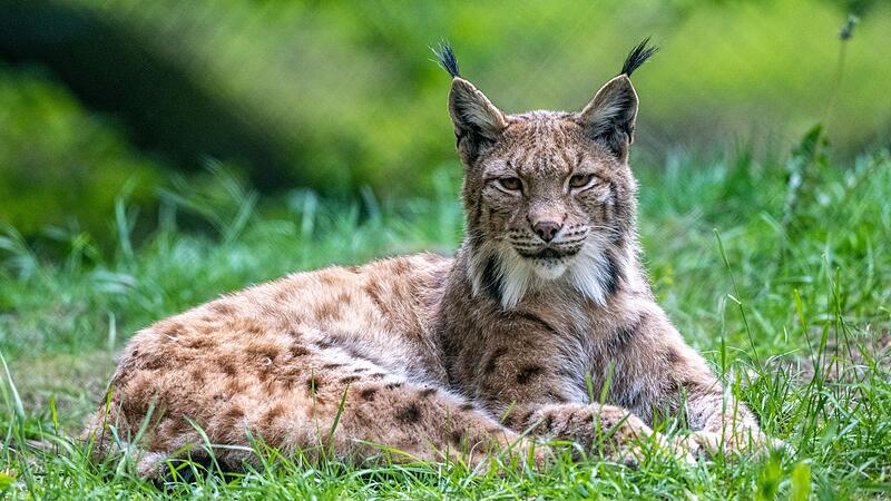 Luchs