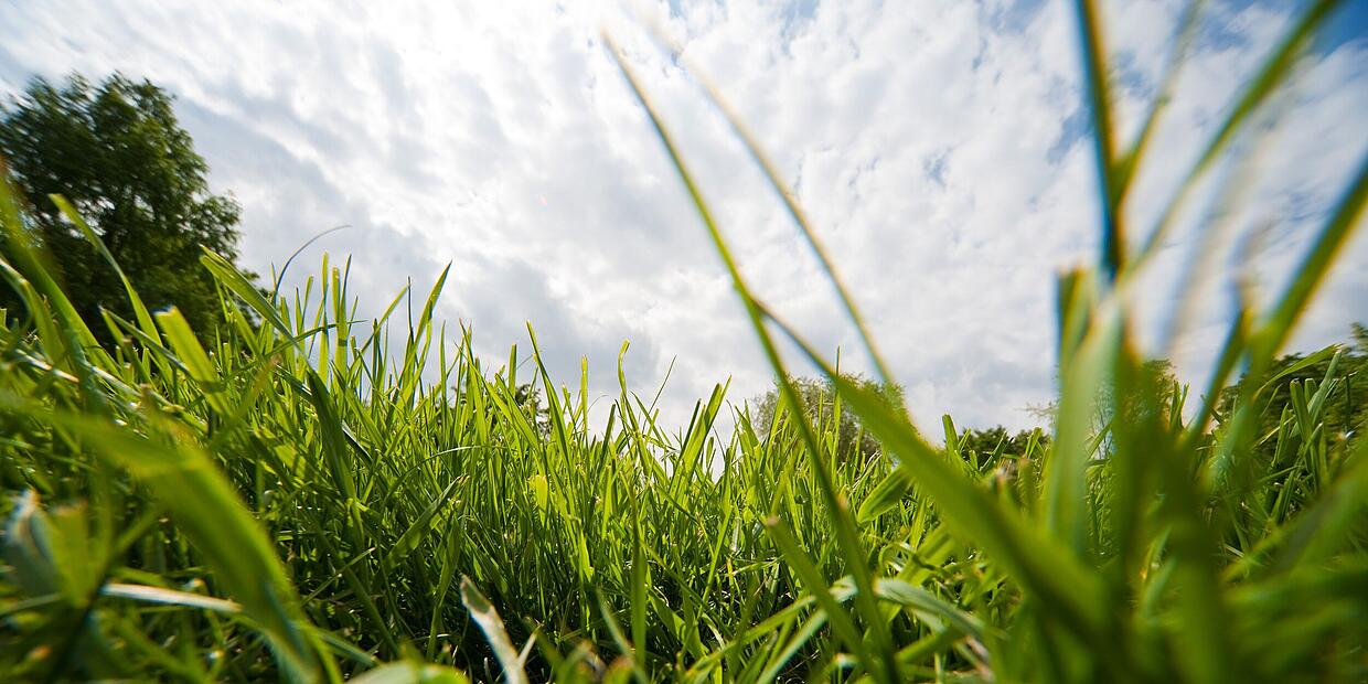 Rasenpflege Vertikutieren im Herbst sinnvoller