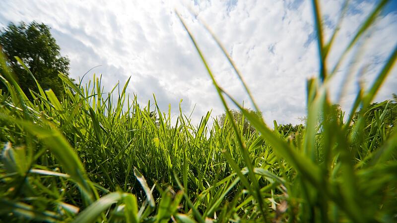 Der ganze Stolz das Gärtners - Sieben Tipps zur Rasenpflege Der ganze Stolz das Gärtners - Sieben Tipps zur Rasenpflege