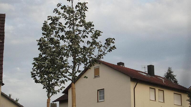Sieben der im Rahmen der Dorferneuerung gesetzten Bäume rollen ihre Blätter ein.