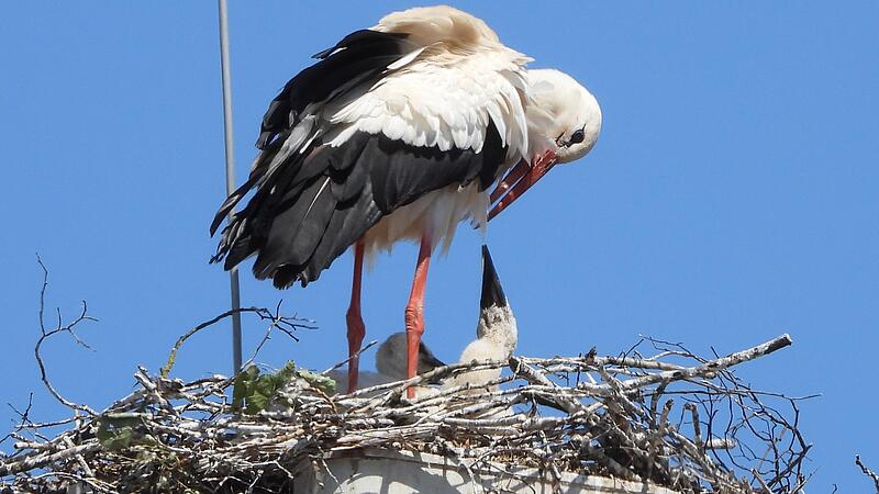 Hungrig reckt der kleine Storch im Nest auf einem Funkmast in der Haßfurter Altstadt seinen Schnabel  nach oben.