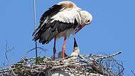 Hungrig reckt der kleine Storch im Nest auf einem Funkmast in der Haßfurter Altstadt seinen Schnabel  nach oben.