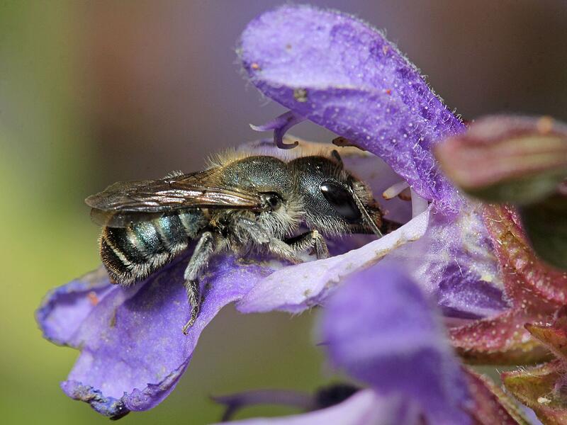Eine stahlblaue Mauerbiene.