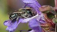 Ankündigung LBV-Vortrag Wildbienen Eine stahlblaue Mauerbiene.